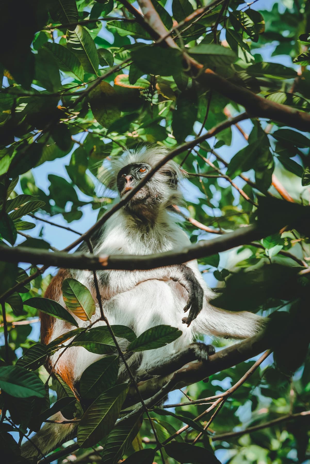 A Zanzibar red colobus monkey in the canopy of Jozani Forest — a species found nowhere else on earth